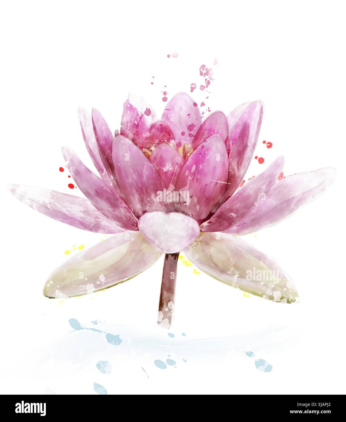 Watercolor Image Of Pink Waterlily Flower Stock Photo