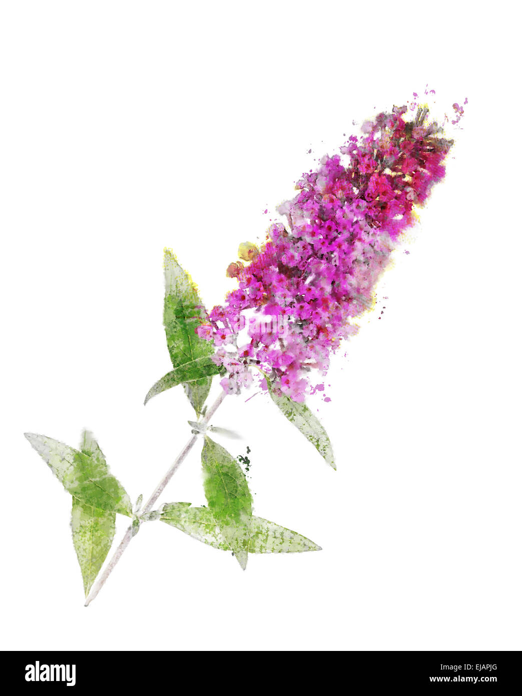 Butterfly bush plant Cut Out Stock Images & Pictures Alamy
