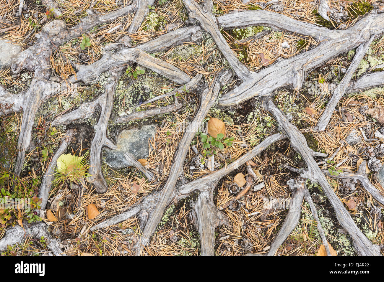 pine roots, Lapland, Sweden Stock Photo - Alamy