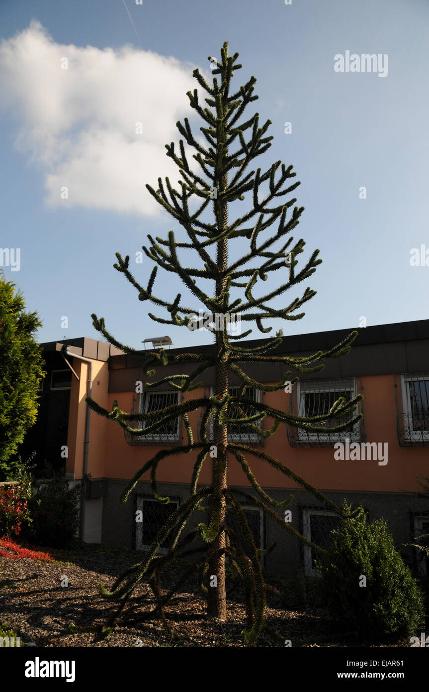 Monkey tail tree hires stock photography and images Alamy
