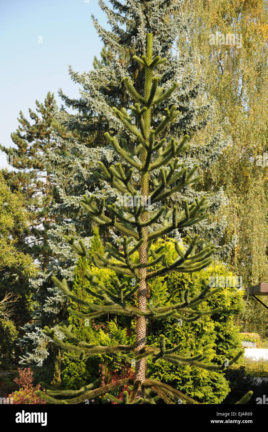 Monkey tail tree Stock Photo Alamy