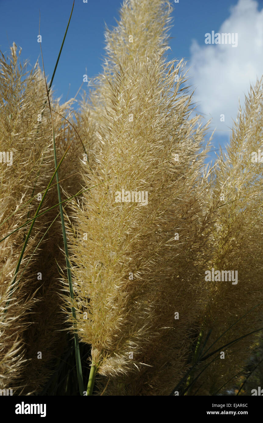 Pampas grass hires stock photography and images Alamy