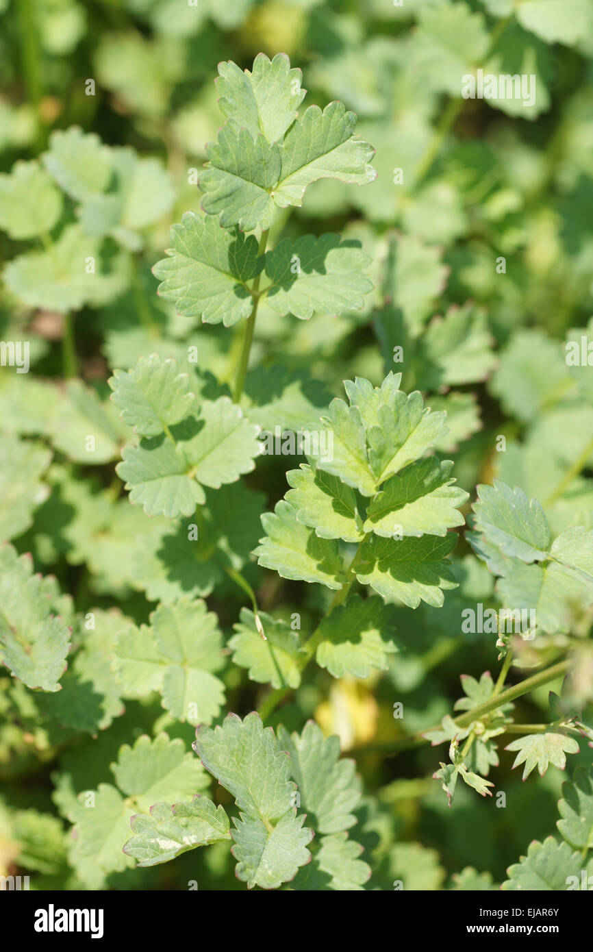 Salad Stock Photo Alamy