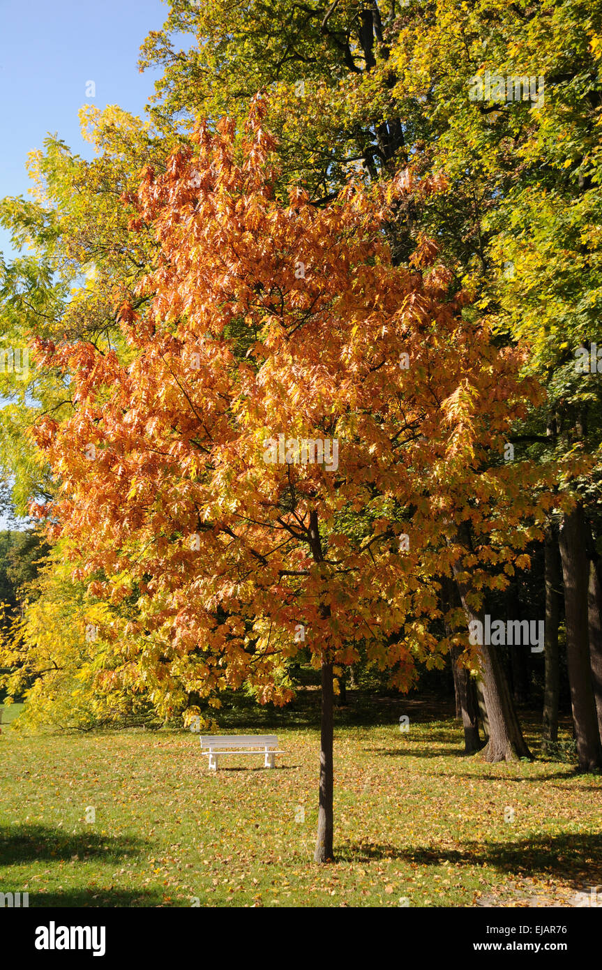 American red oak Stock Photo Alamy