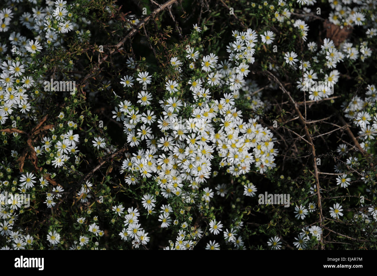 Heath aster Stock Photo