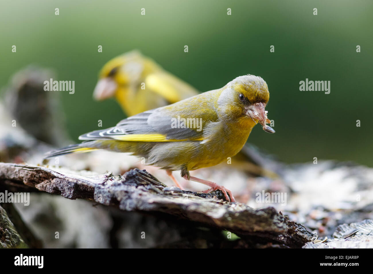 Finch Foraging Greenfinch on foraging Stock Photo - Alamy