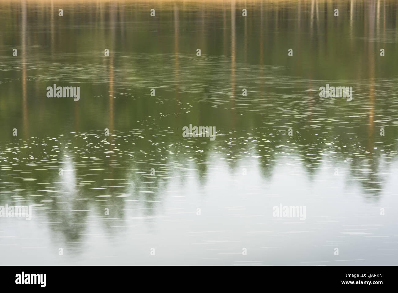 Lonely tree reflecting in water hi-res stock photography and images - Alamy