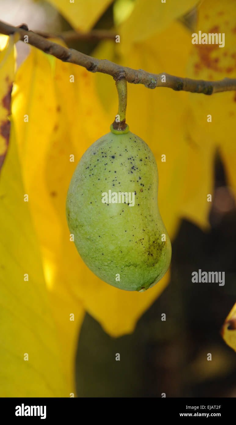 Pawpaw plant hires stock photography and images Alamy