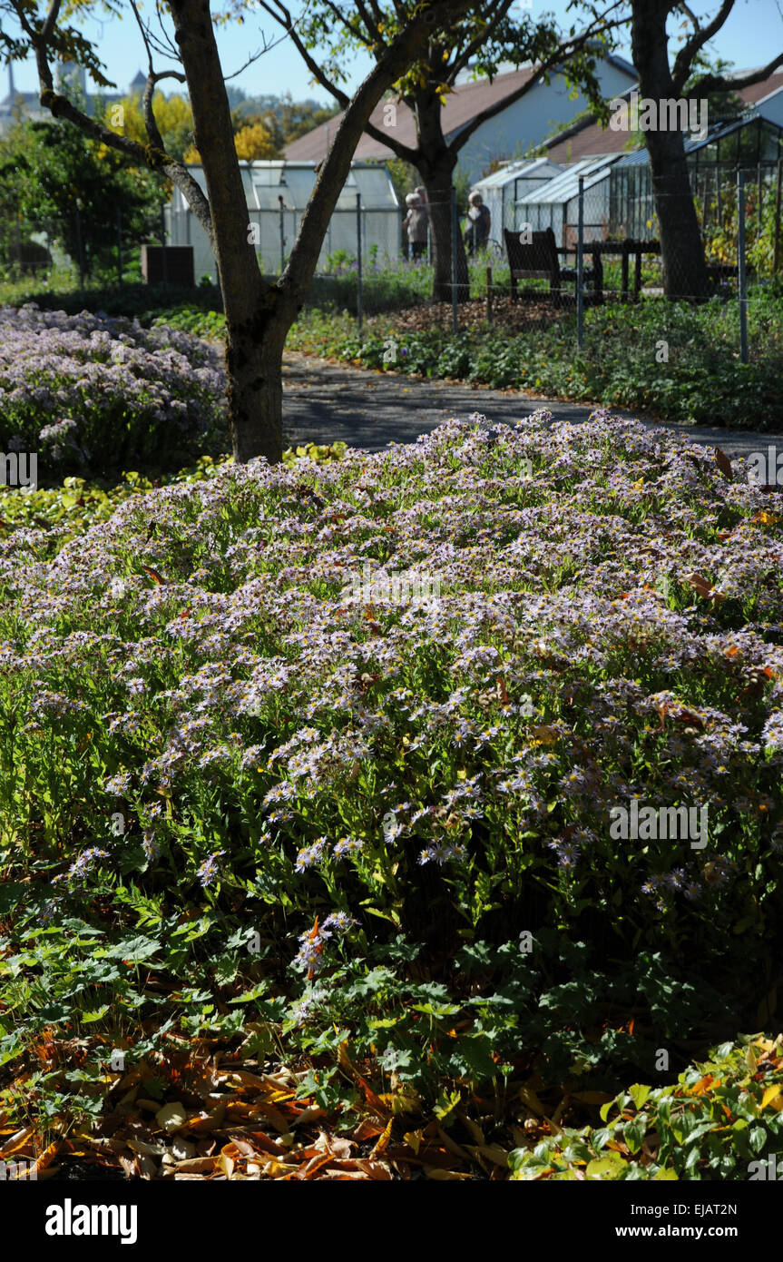 New York aster Stock Photo