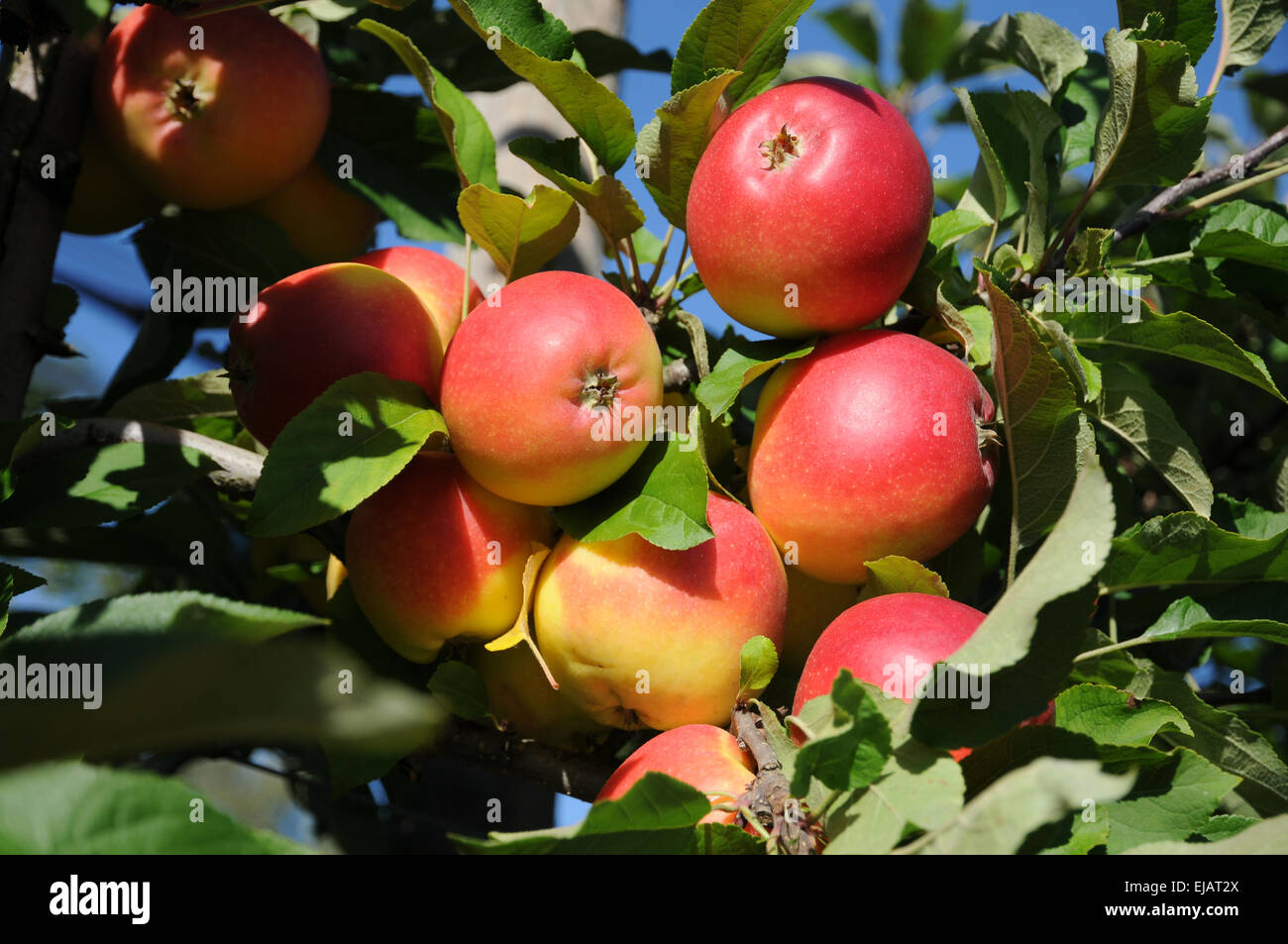 Apfelsorte domestica kanzi hires stock photography and images Alamy