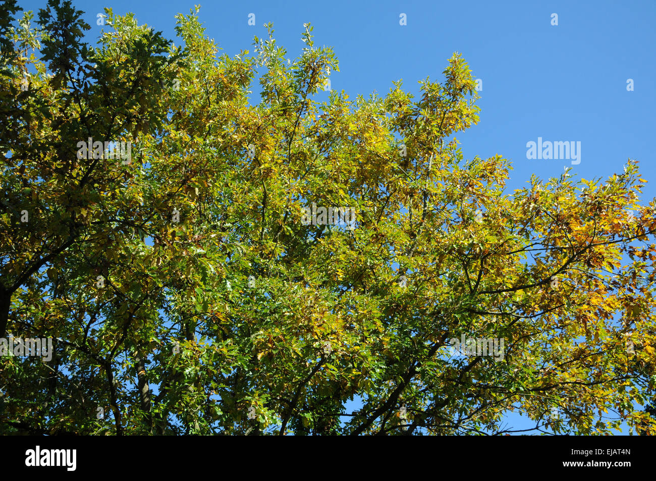 Turkey oak Stock Photo