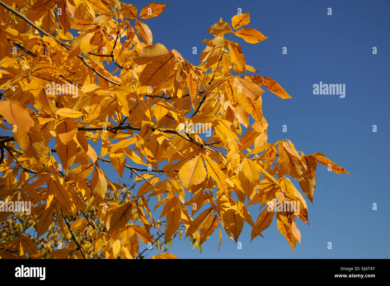 Shagbark hickory Stock Photo