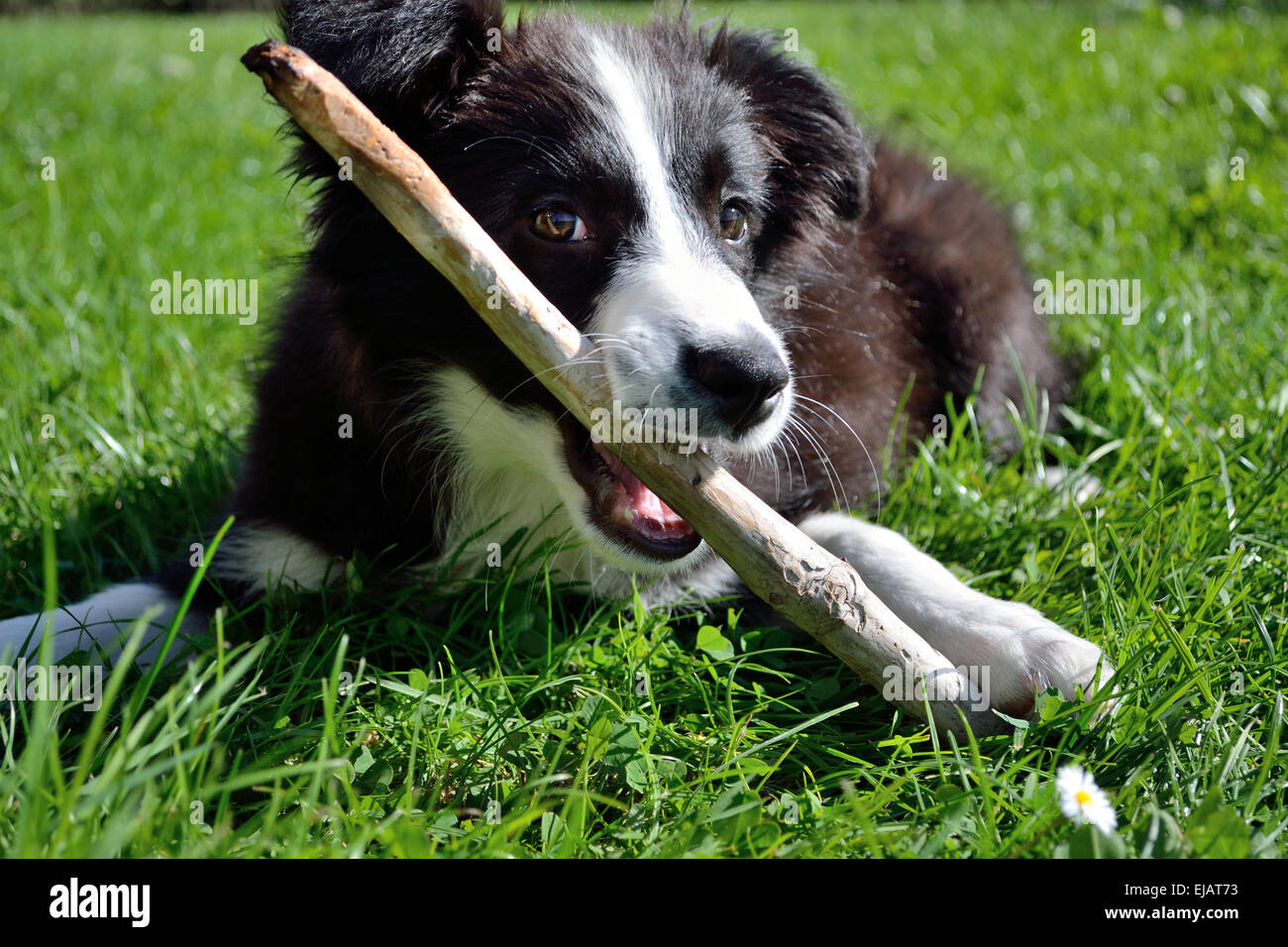 plays young Border Collie Stock Photo