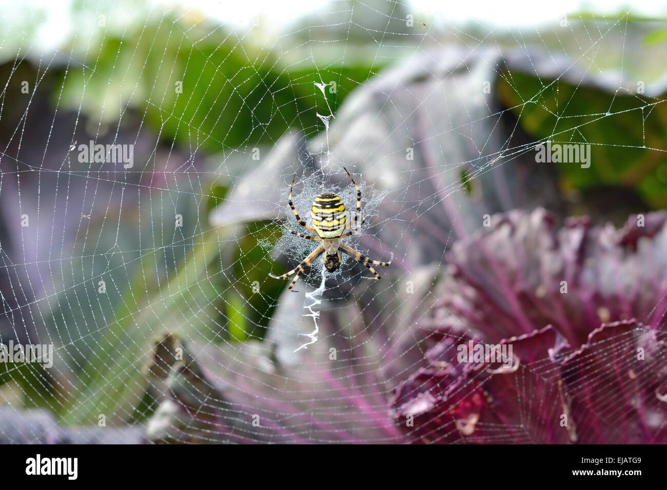 Wasp spider with her web Stock Photo