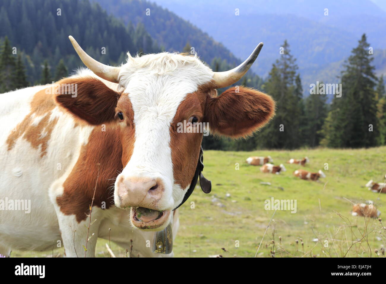 funny cow portrait Stock Photo - Alamy