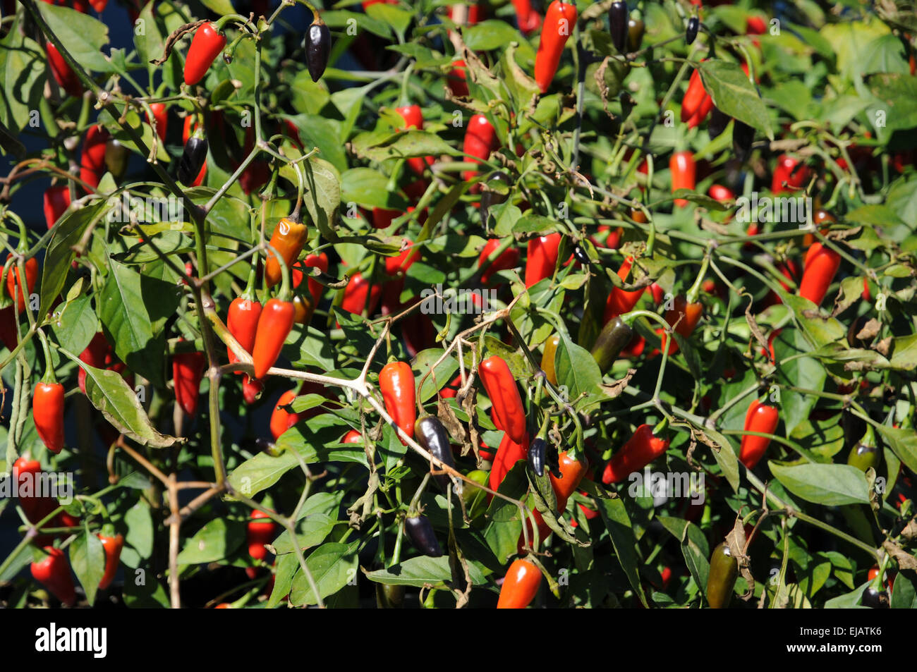 Chili pepper plants hi-res stock photography and images - Alamy