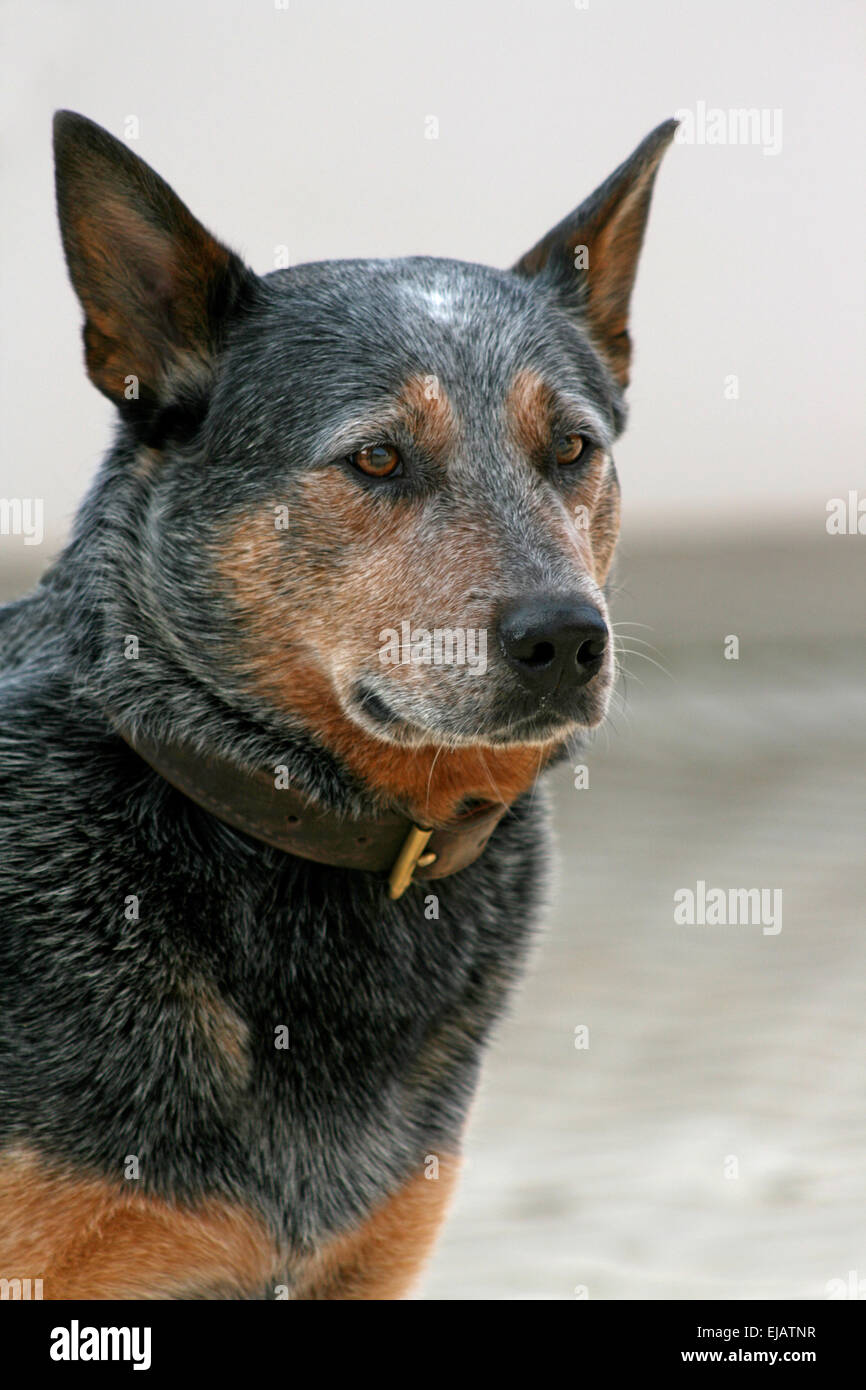 Australian Cattle Dog Stock Photo