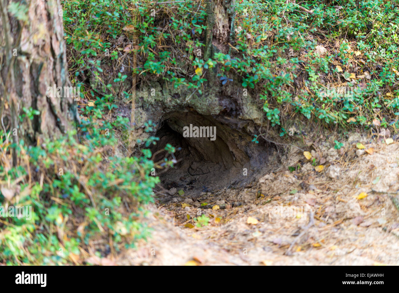 Fox hole hires stock photography and images Alamy