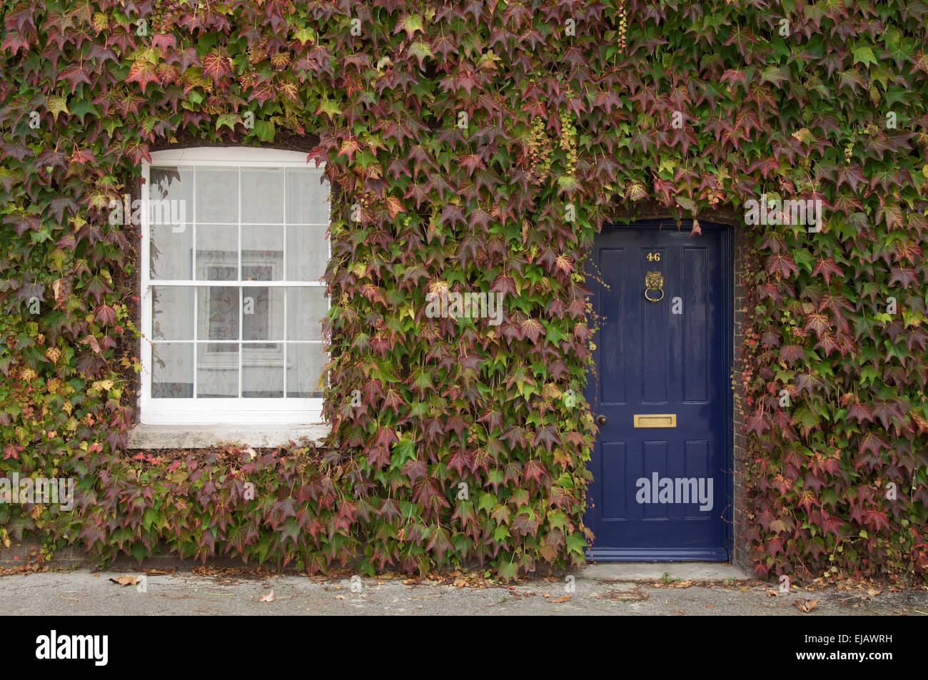 Autumn leaves of a Virginia creeper, Parthenocissus, surround the front door and a window of an old house in Dorchester, Dorset, England, UK. Stock Photo