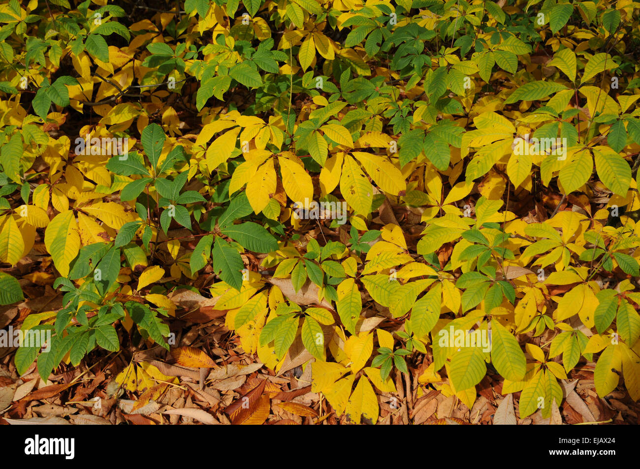 Bottlebrush buckeye Stock Photo