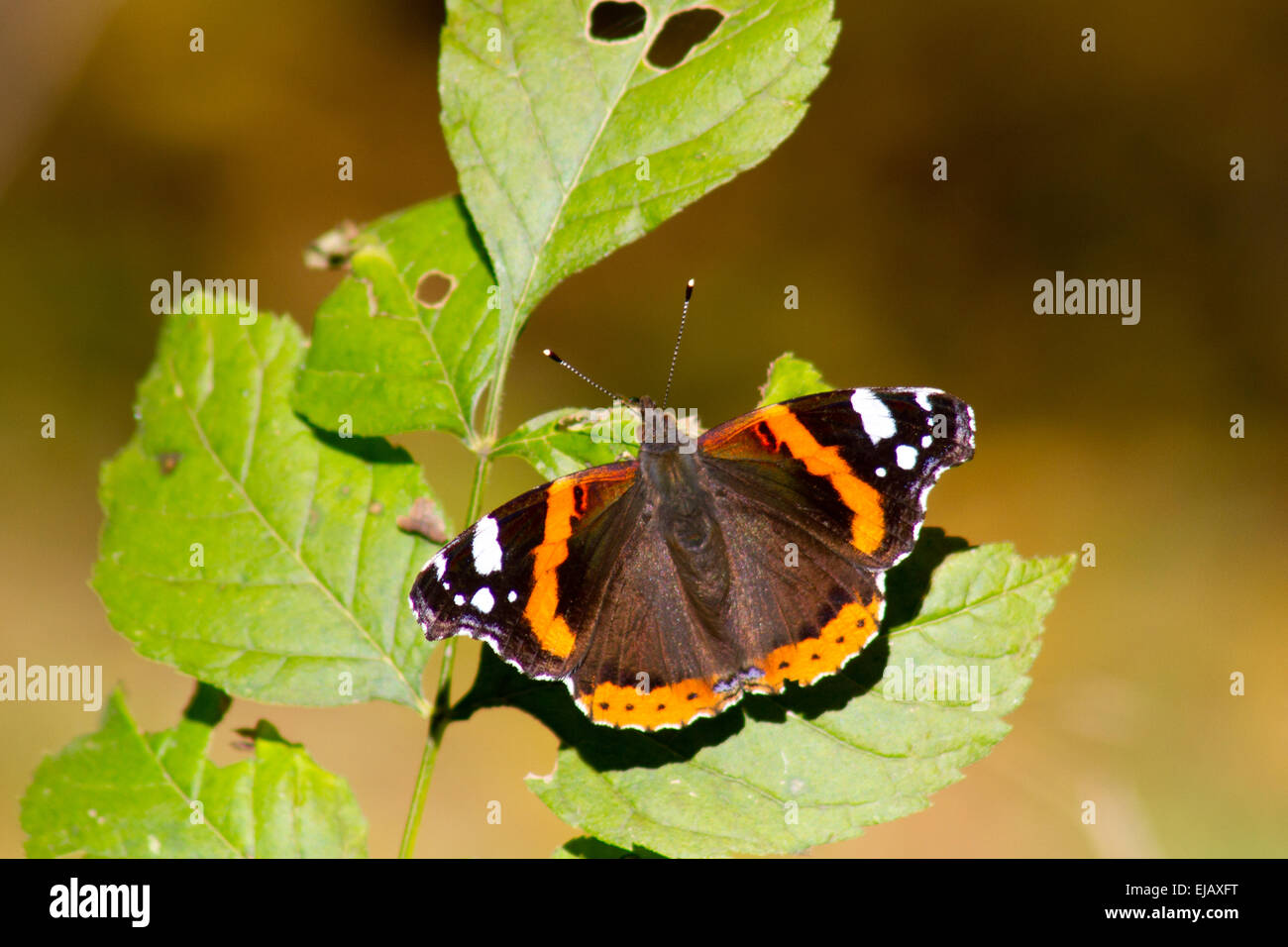Monarch butterfly sitting on leaf Stock Photo - Alamy
