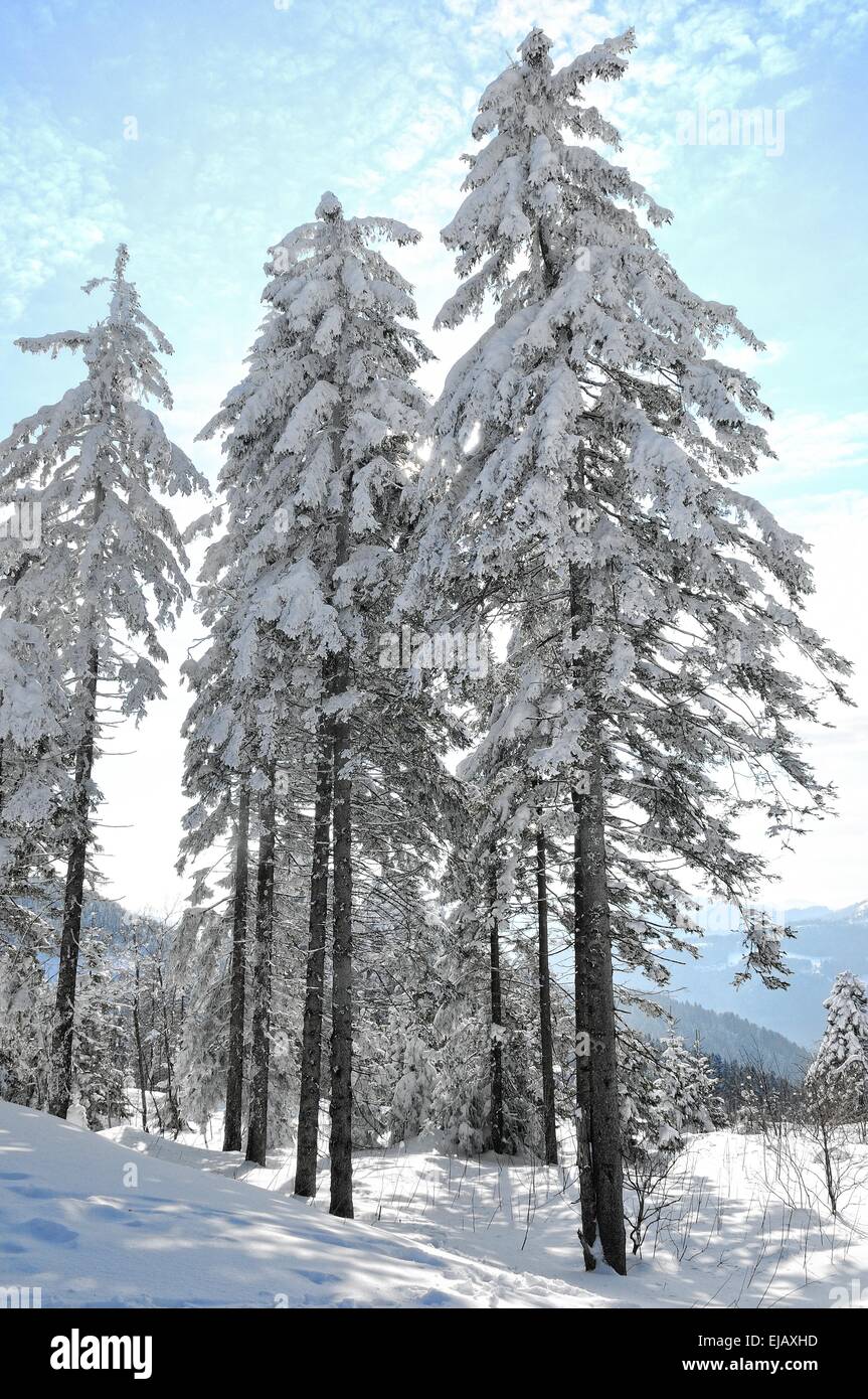 old trees in winter forest Stock Photo - Alamy