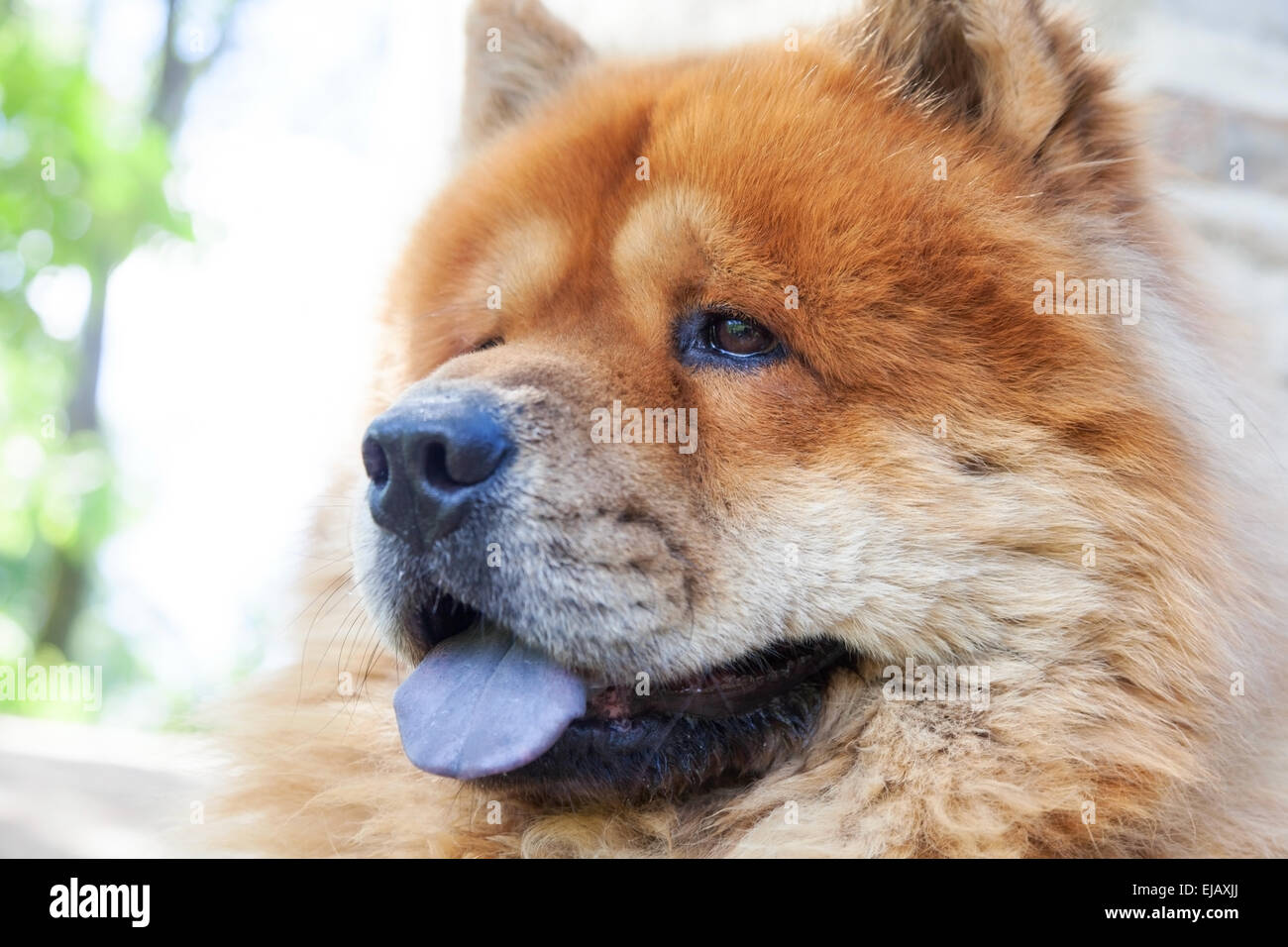 guard breed of dog chow-chow Stock Photo