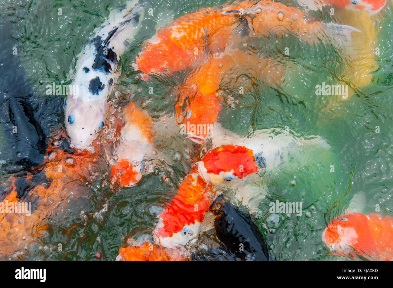 Colorful Koi carp Stock Photo - Alamy
