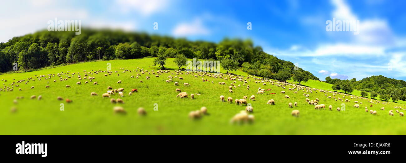 flock of sheep Stock Photo