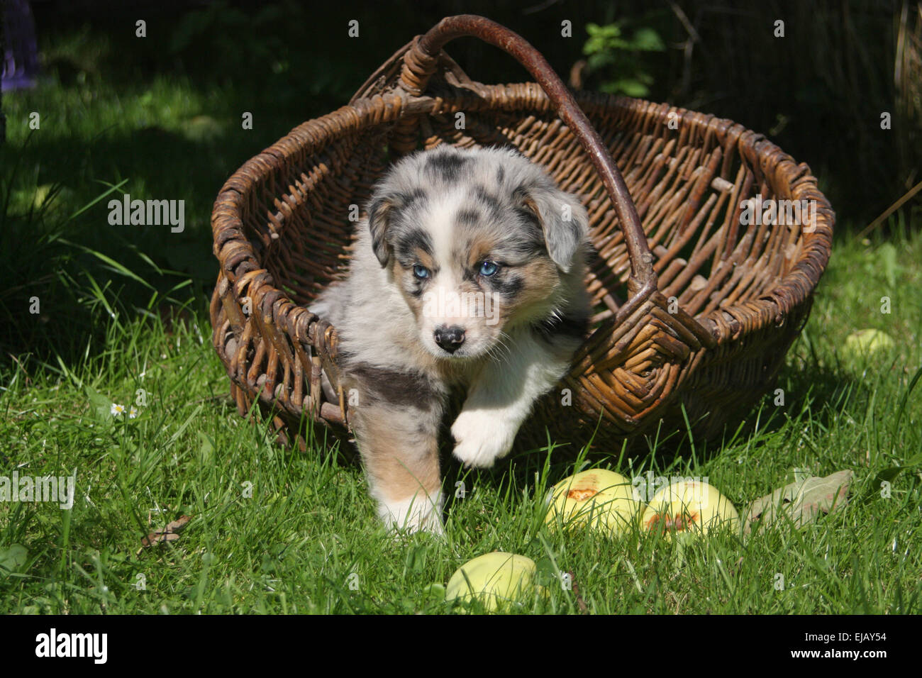 puppy in a basket Stock Photo - Alamy