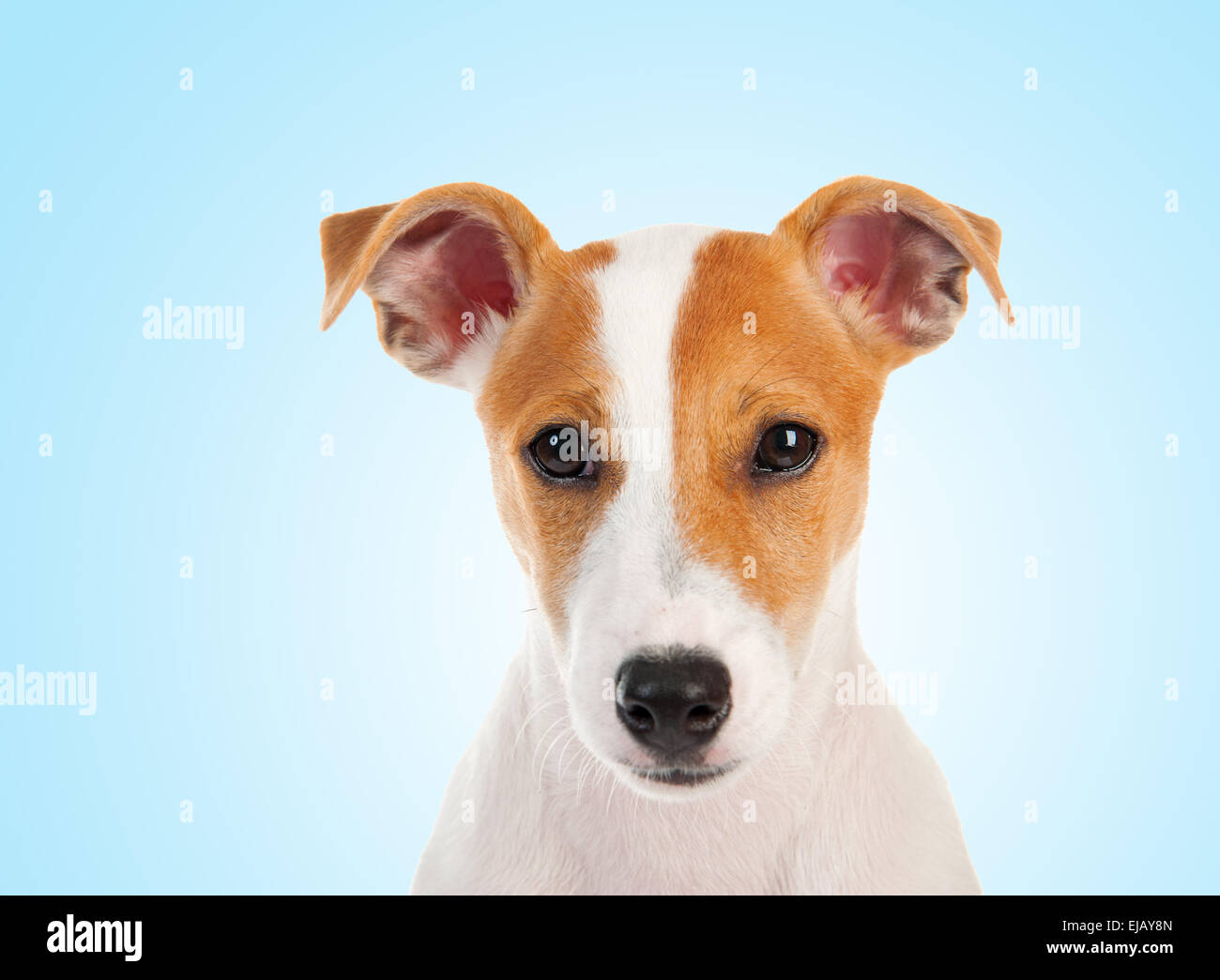 Jack russell terrier Stock Photo