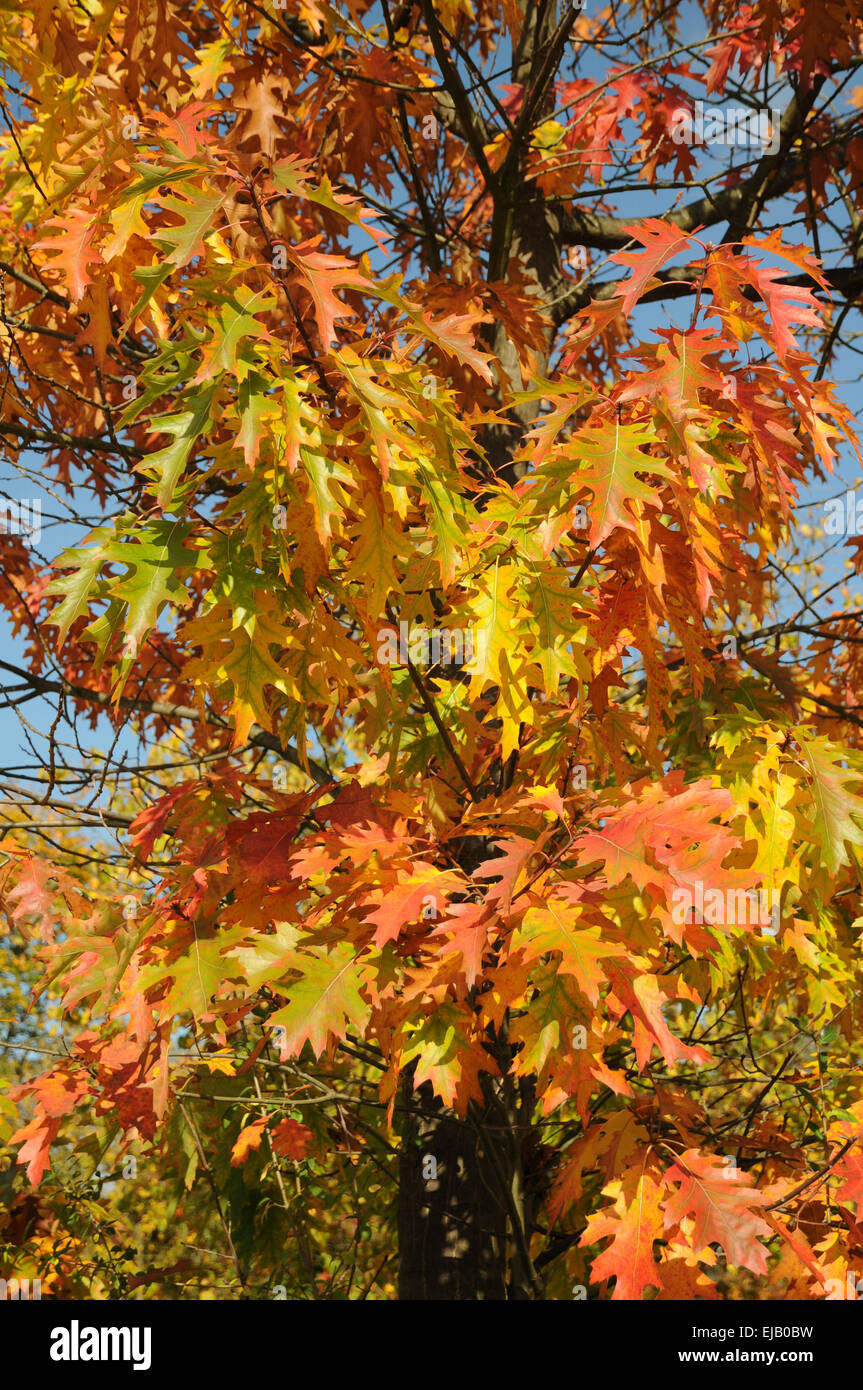 American red oak Stock Photo Alamy