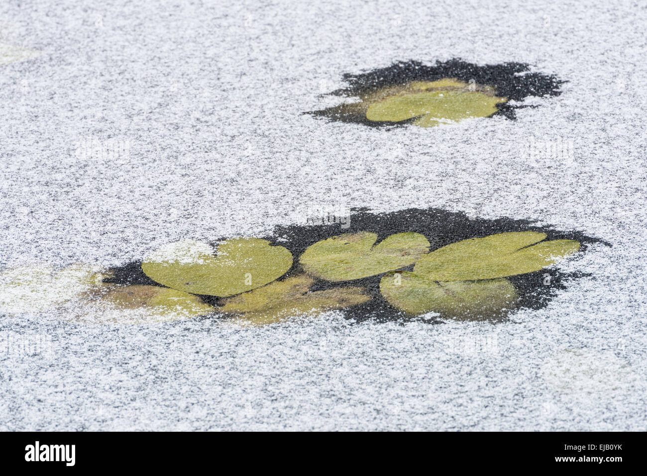 Water-Lilies in a frozen lake, Lapland, Sweden Stock Photo
