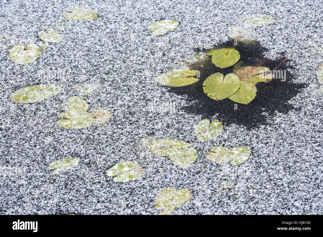 Water-Lilies in a frozen lake, Lapland, Sweden Stock Photo