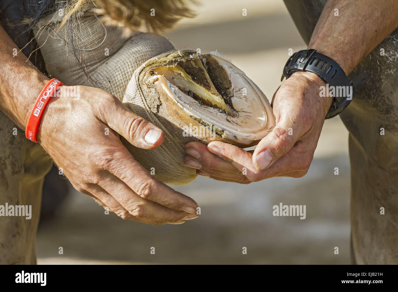 Checking Horse's Hoof After Shoe Removal UK Stock Photo Alamy