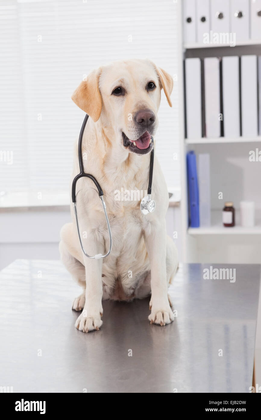 dog with a stethoskope Stock Photo