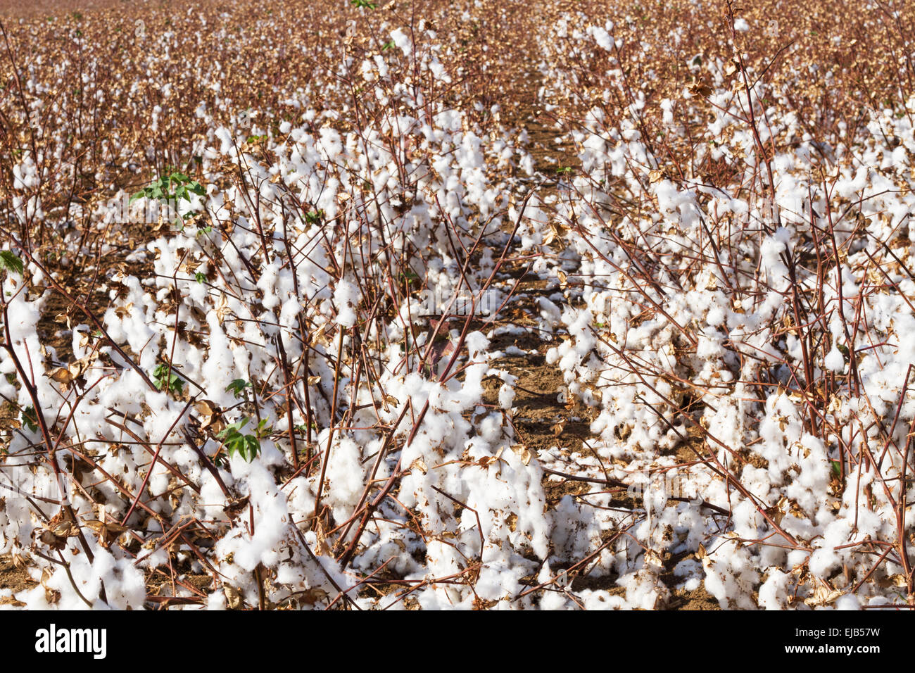 cotton fields Stock Photo Alamy
