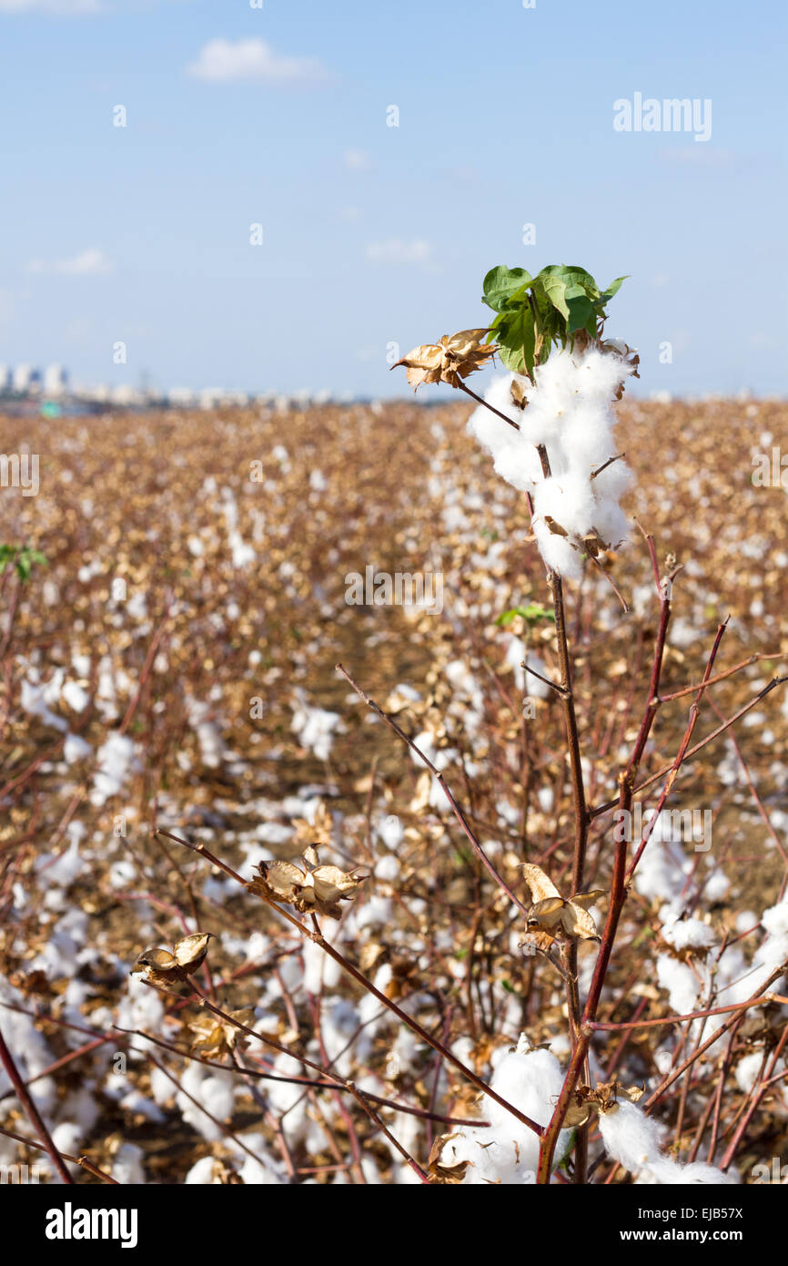 Cotton picking texas hires stock photography and images Alamy