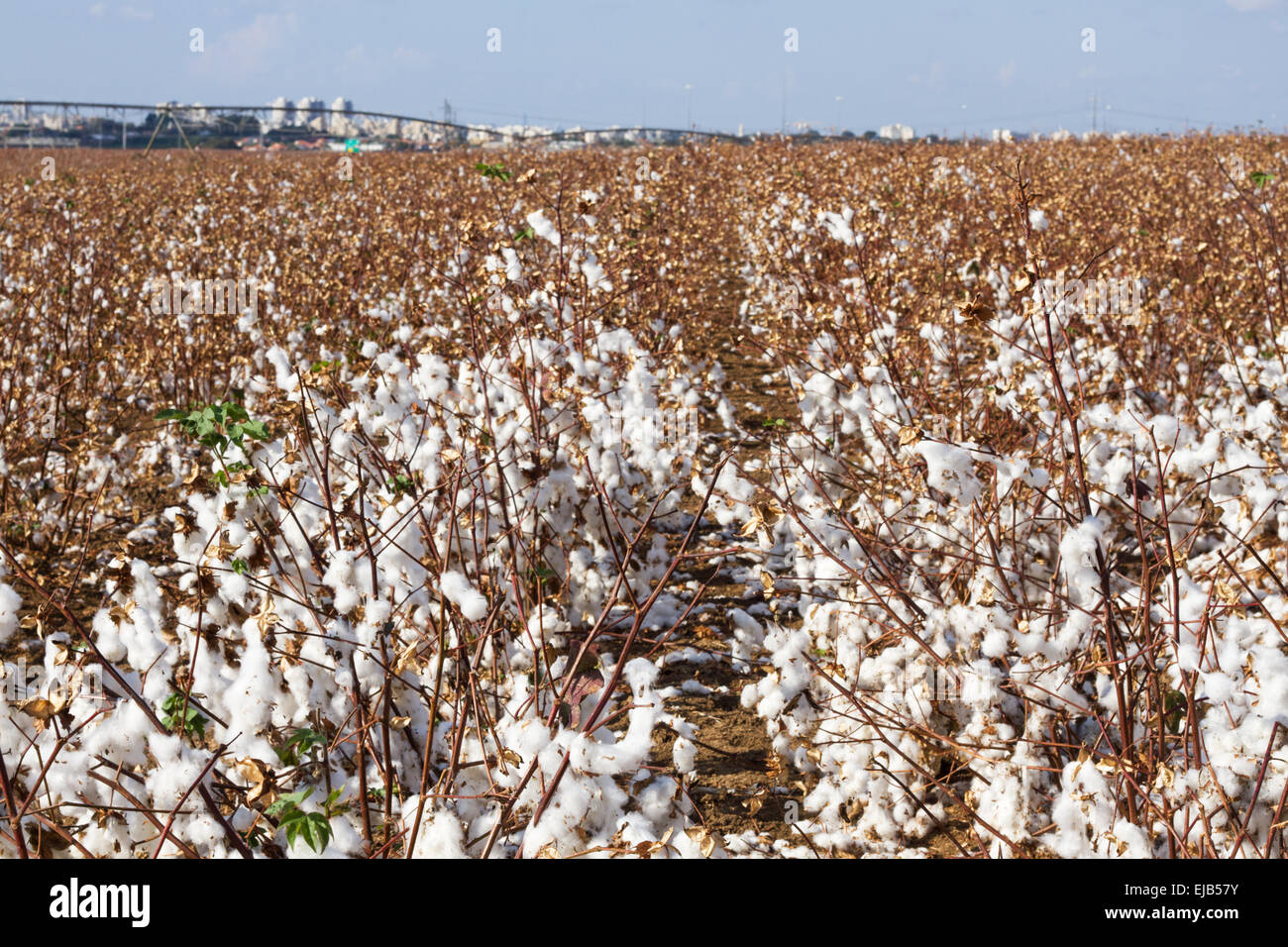 Cotton fields hires stock photography and images Alamy