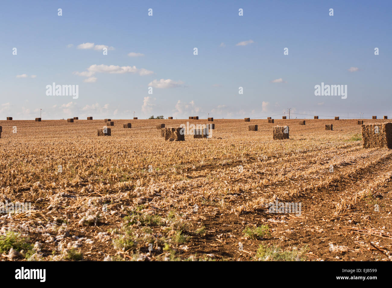 field after harvest Stock Photo - Alamy