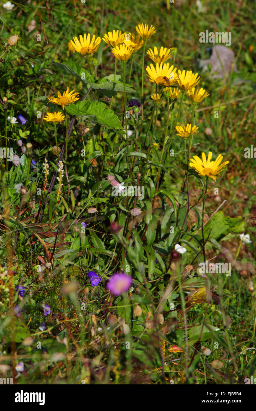 Willow-leaf oxeye, Buphthalmum salicifolium Stock Photo