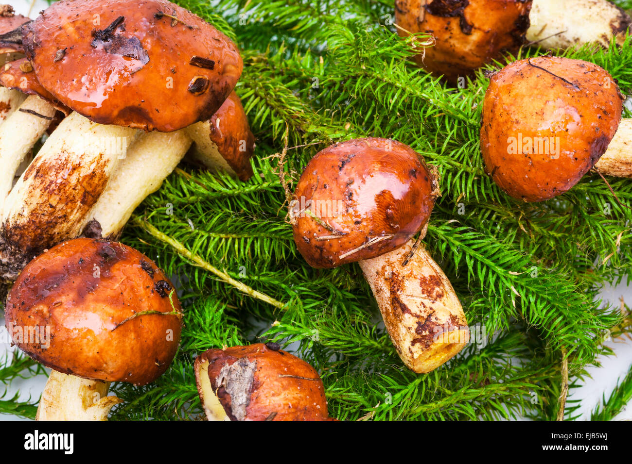 fresh mushrooms Stock Photo