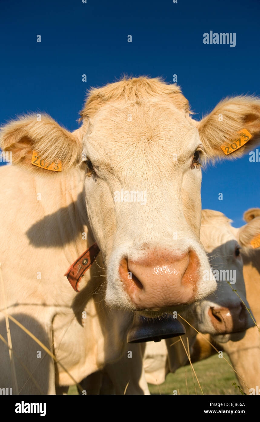 FACE OF COW IN PASTURE FAVEROLLES CANTAL AUVERGNE FRANCE Stock Photo