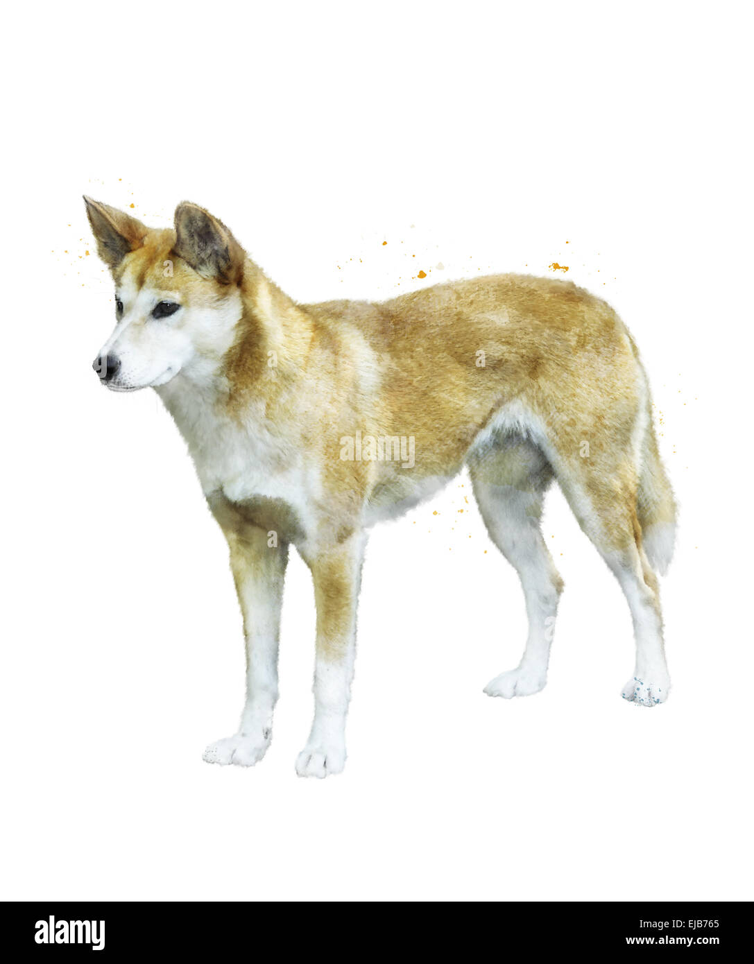 Watercolor Image Of  Australian Dingo Stock Photo