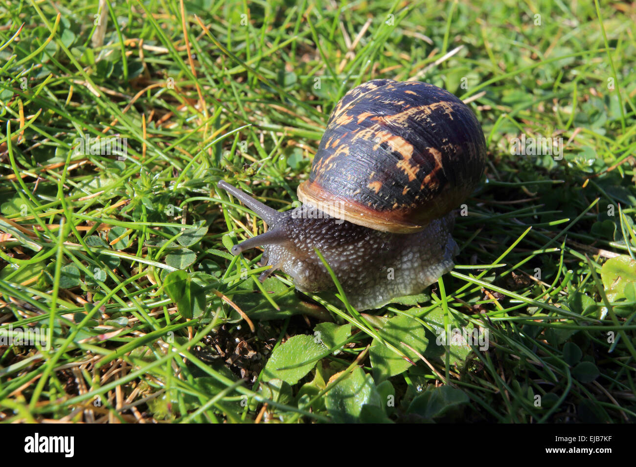 Cornu aspersum, garden snail Stock Photo