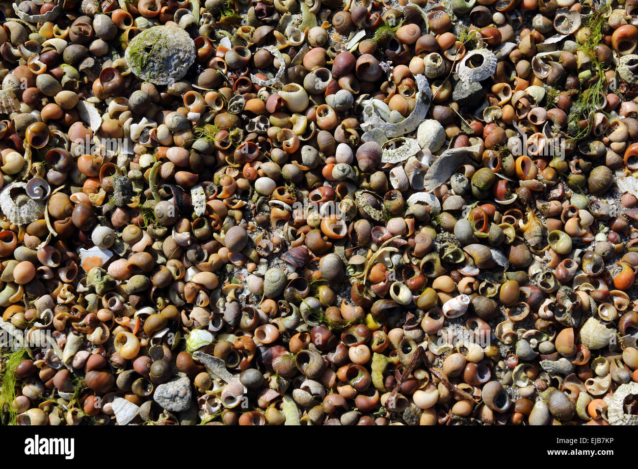 Seashell on a beach in Scotland Stock Photo