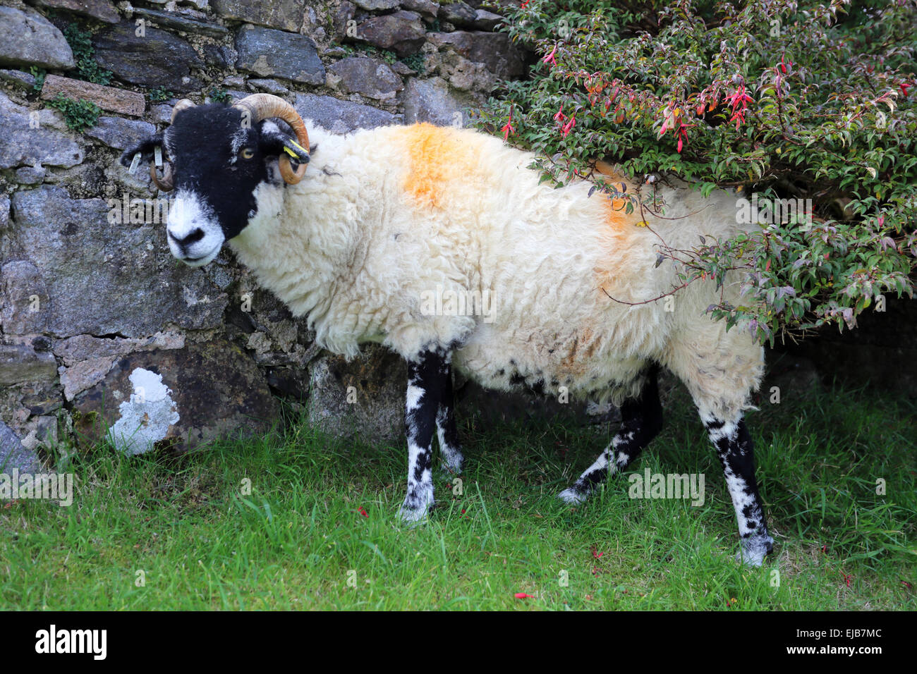 Sheep, Scotland Stock Photo