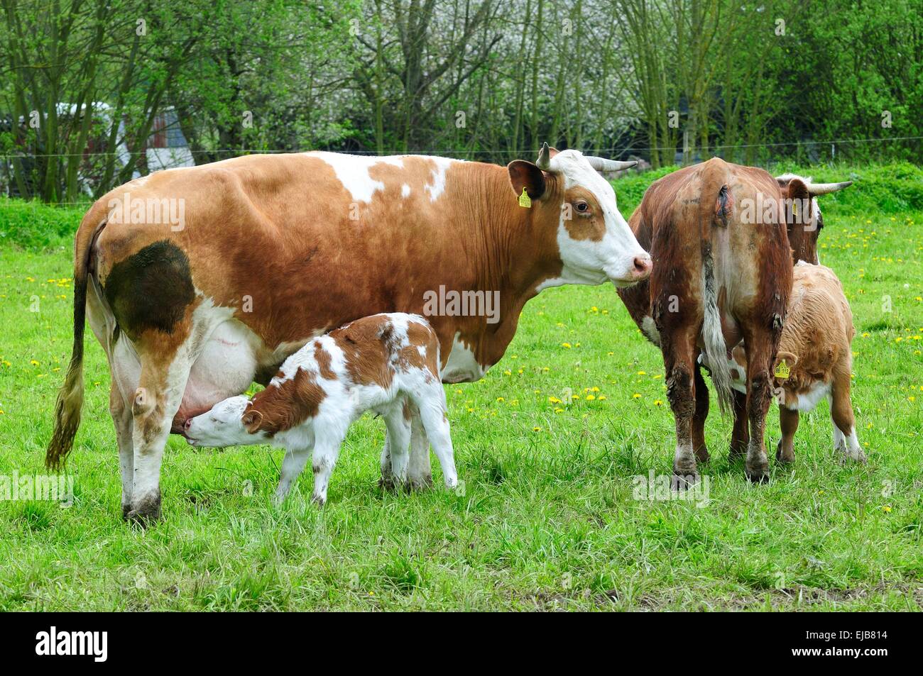 happy animal breeding animals on pasture Stock Photo