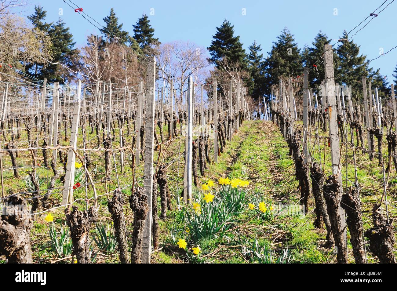 Daffodils in the vines Stock Photo