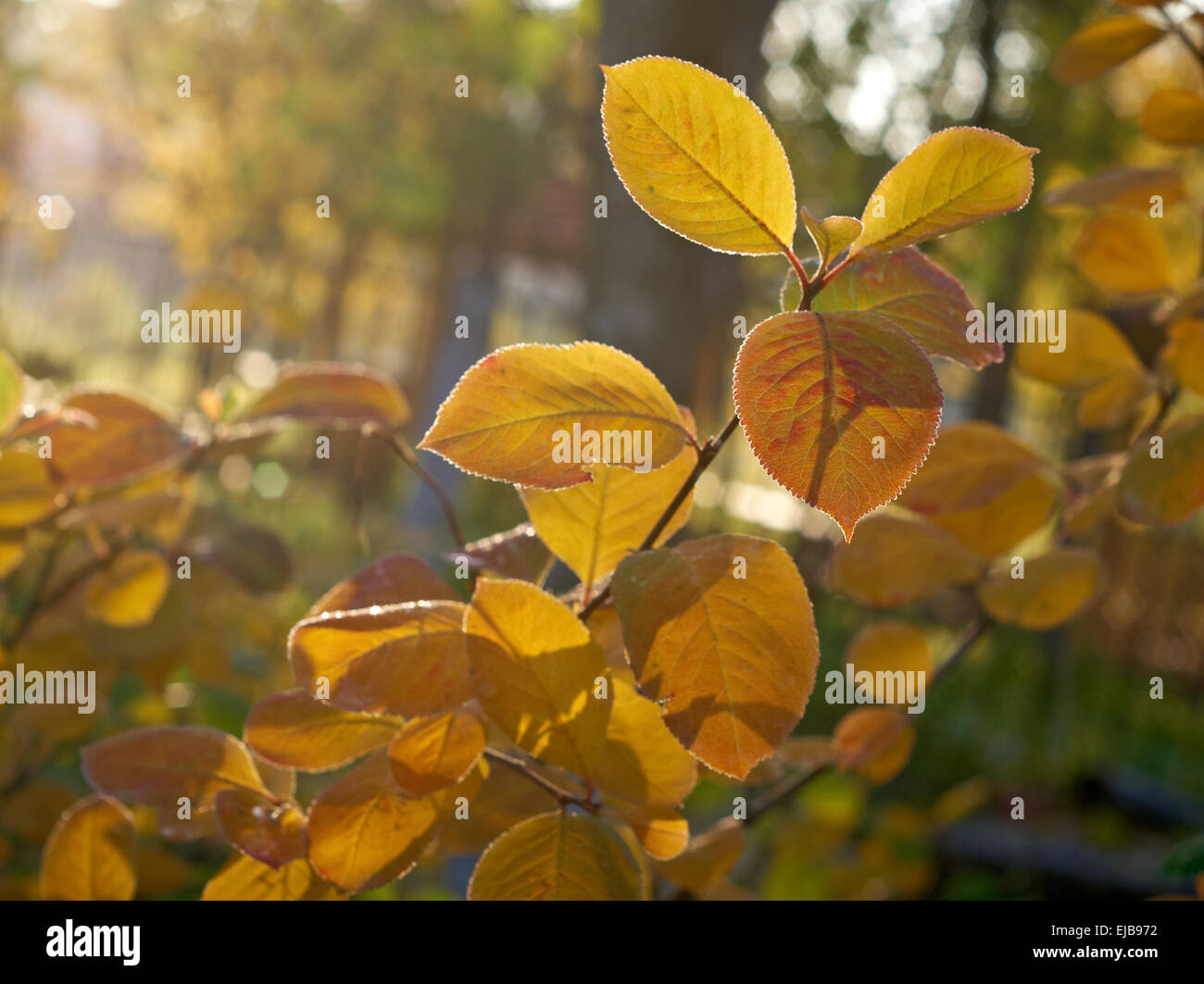 Autumn maple leaves background Stock Photo - Alamy